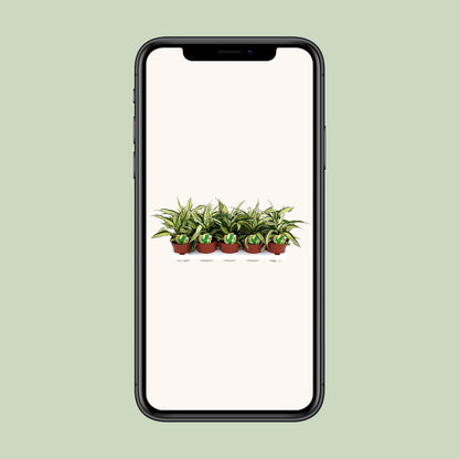 Dracaena Malaika - Ø12cm - ↕22cm