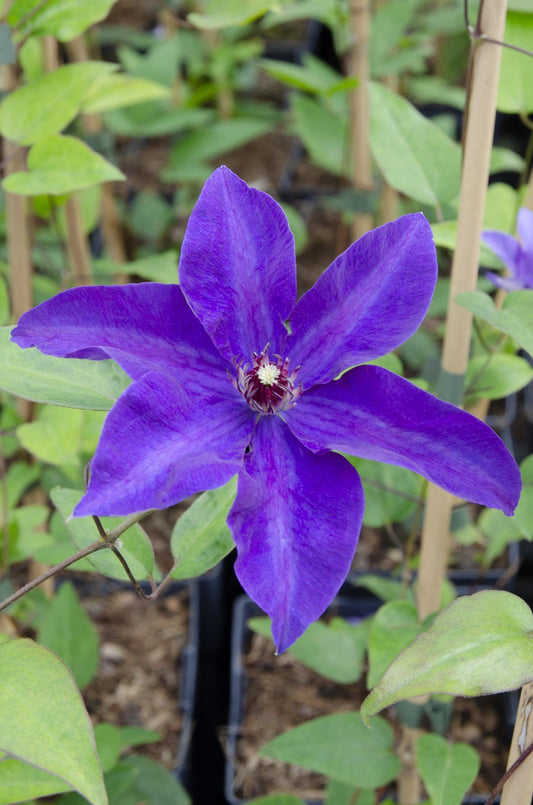 Clematis The President - Clematis Lila - Ø15cm - ↕65cm