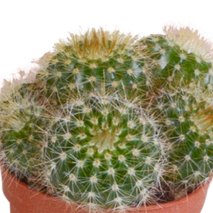 Kakteenmischung 5,5 cm - 10x - zonder pot