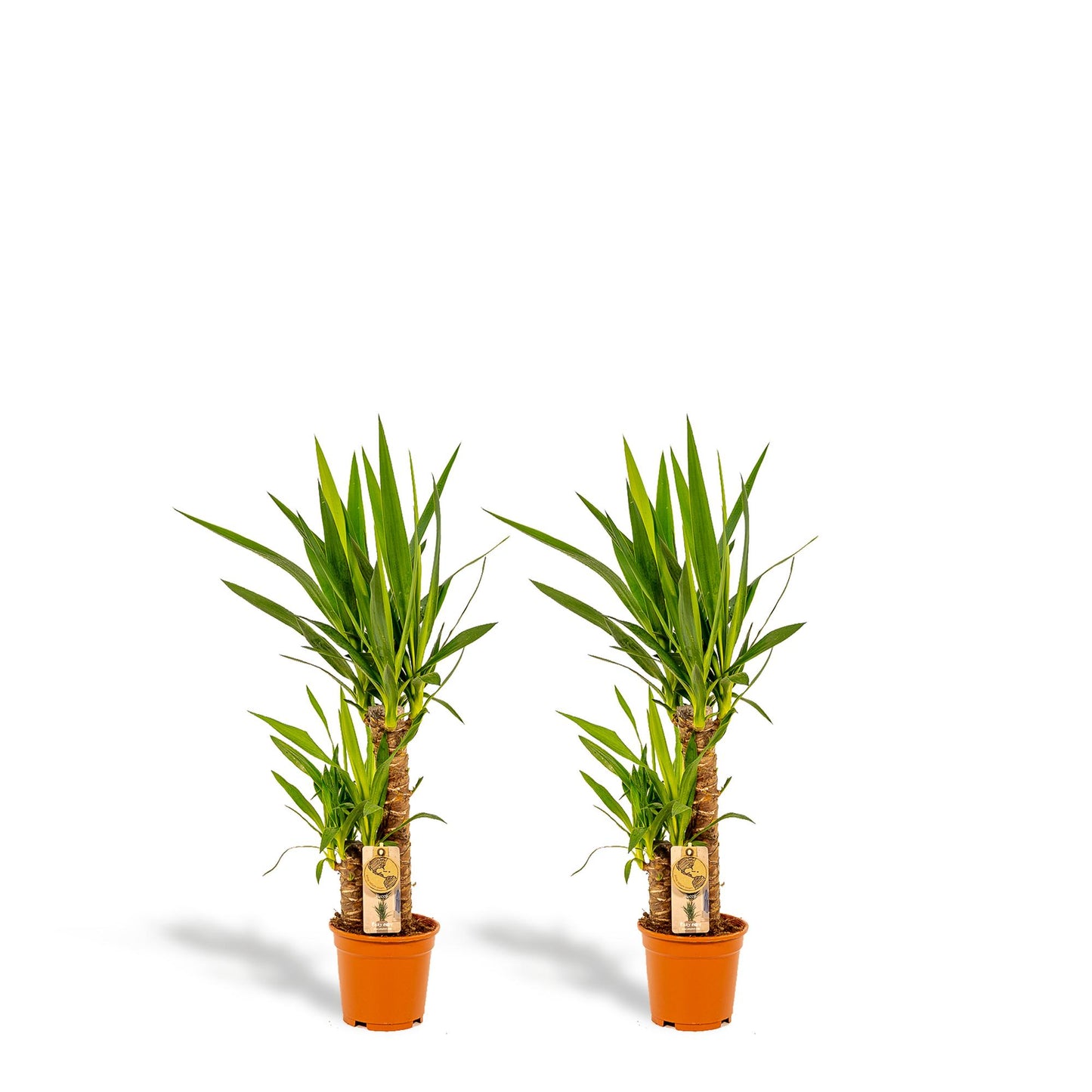 2x Palmlilie (Yucca elephantipes) – 90 cm, pflegeleichtes Set