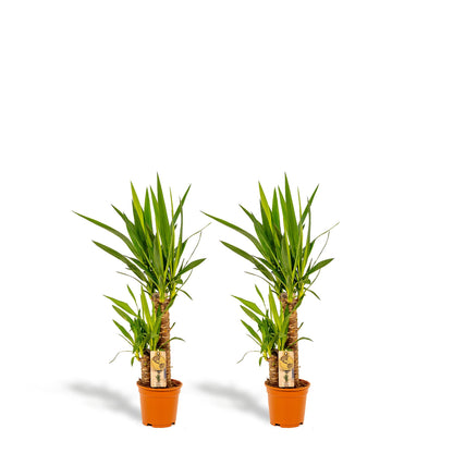 2x Palmlilie (Yucca elephantipes) – 90 cm, pflegeleichtes Set