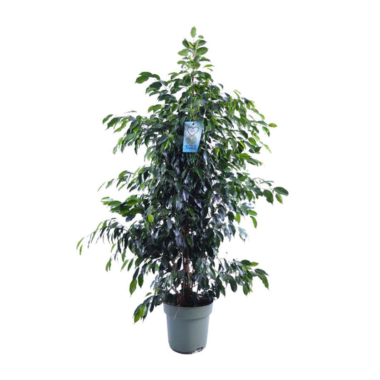 Ficus Benjamina Midnight Lady - Ø27cm - ↕140cm