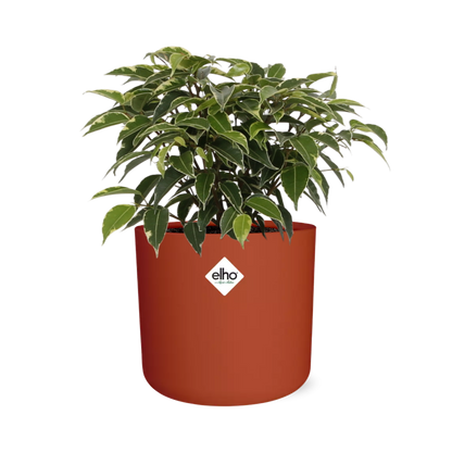 Ficus Benjamina Kinky in ELHO b.for soft rond 14cm brique