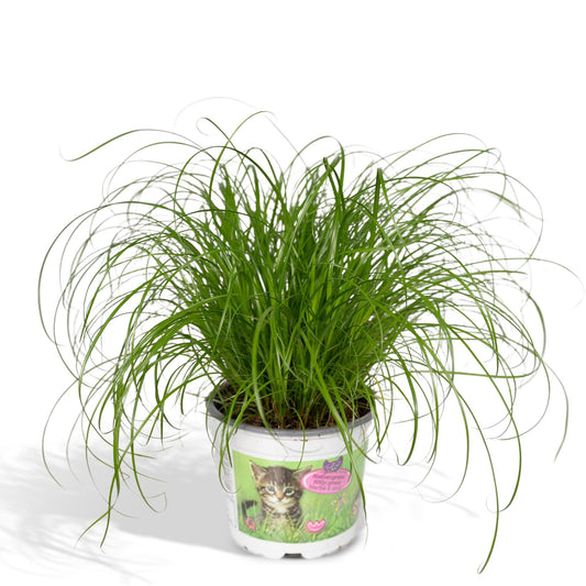 Cyperus Alternifolius - Katzengras - Ø12cm - ↕20cm