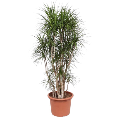 Drachenbaum Marginata 220 cm – Exotische Zimmerpflanze