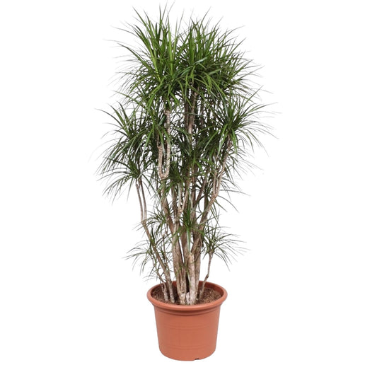 Drachenbaum Marginata 220 cm – Exotische Zimmerpflanze