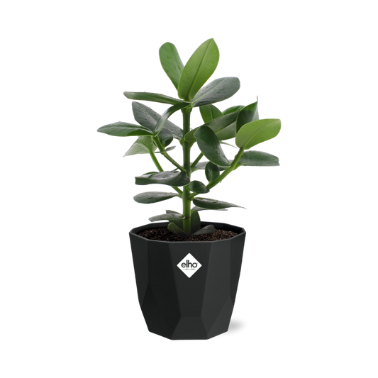 Clusia Princess in 14cm b.for rock living black