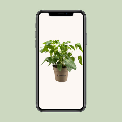 Schefflera Artinolphylla - Ø15cm - ↕45cm