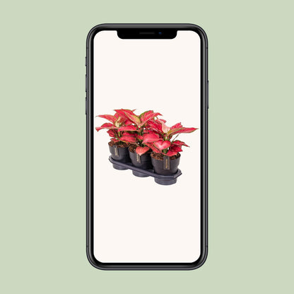 Aglaonema Red Joy - Ø19cm - ↕40cm
