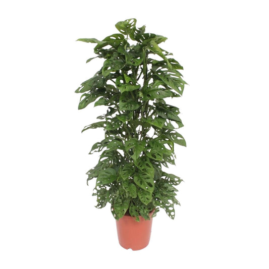 Monstera Monkey Leaf - Ø24cm - ↕120cm
