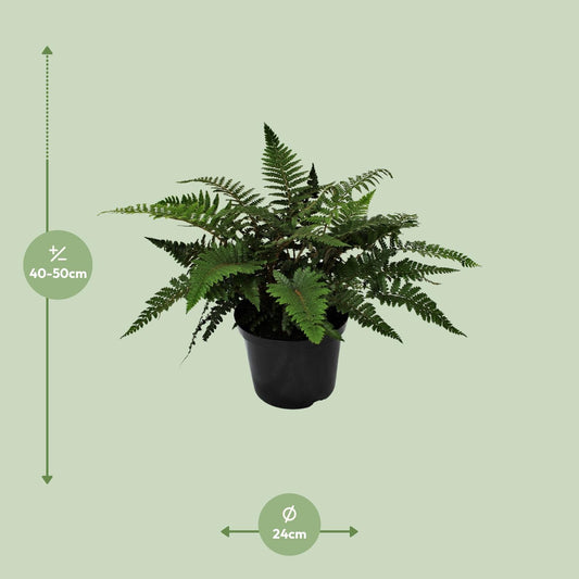 Polystichum Polyblepharum Jade - Ø24cm - ↕50cm