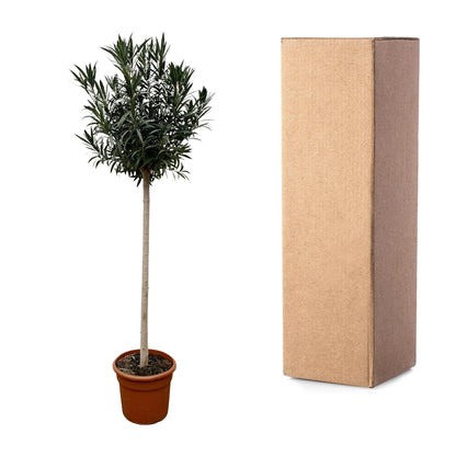 Oleander Stamm mit roten Blüten – 170 cm Kübelpflanze