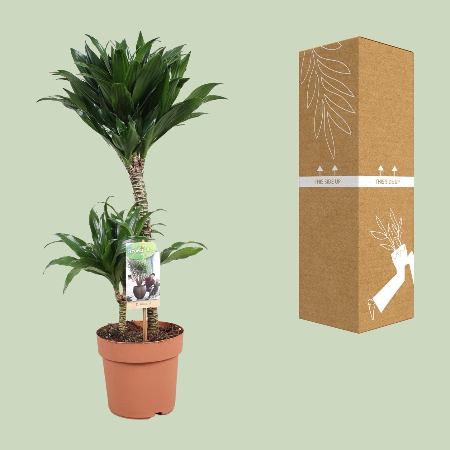 Dracaena Compacta 30-15 - Ø17cm - ↕60cm