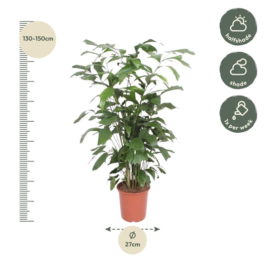 Fischschwanzpalme 140 cm – Exotische, pflegeleichte Zimmerpflanze