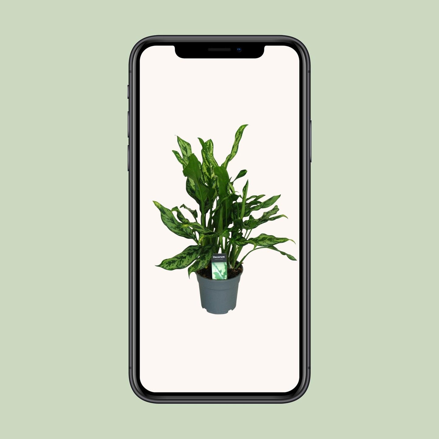 Aglaonema Maria - Ø17cm - ↕55cm