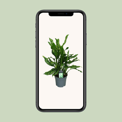 Aglaonema Maria - Ø17cm - ↕55cm