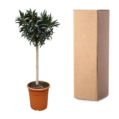 Oleander am Stamm 200 cm – Weiße Blütenpracht für Balkon & Terrasse