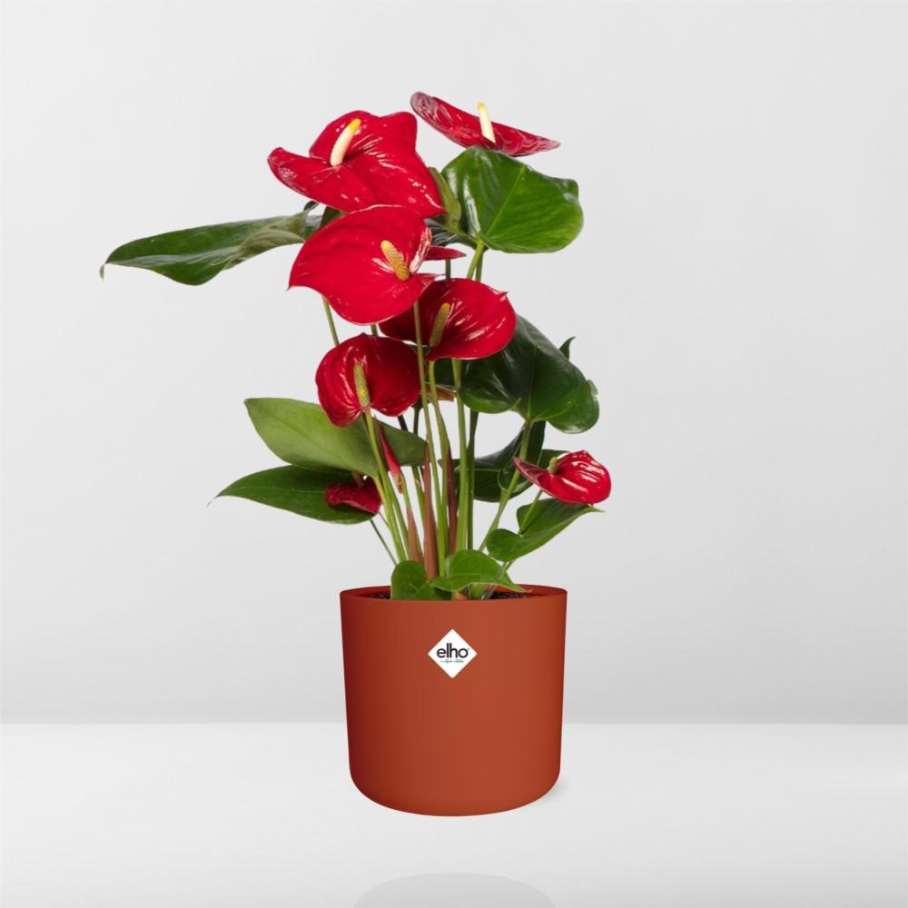Anthurium Red 12cm in ELHO b.for soft rond 14cm brique