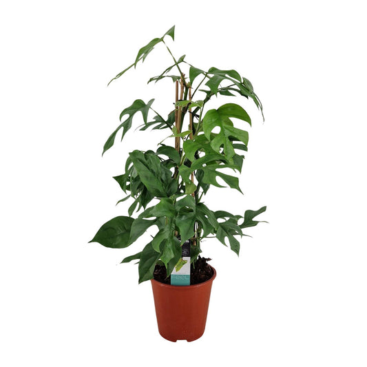 Philodendron Minima Pyramide - Ø19 ↕75
