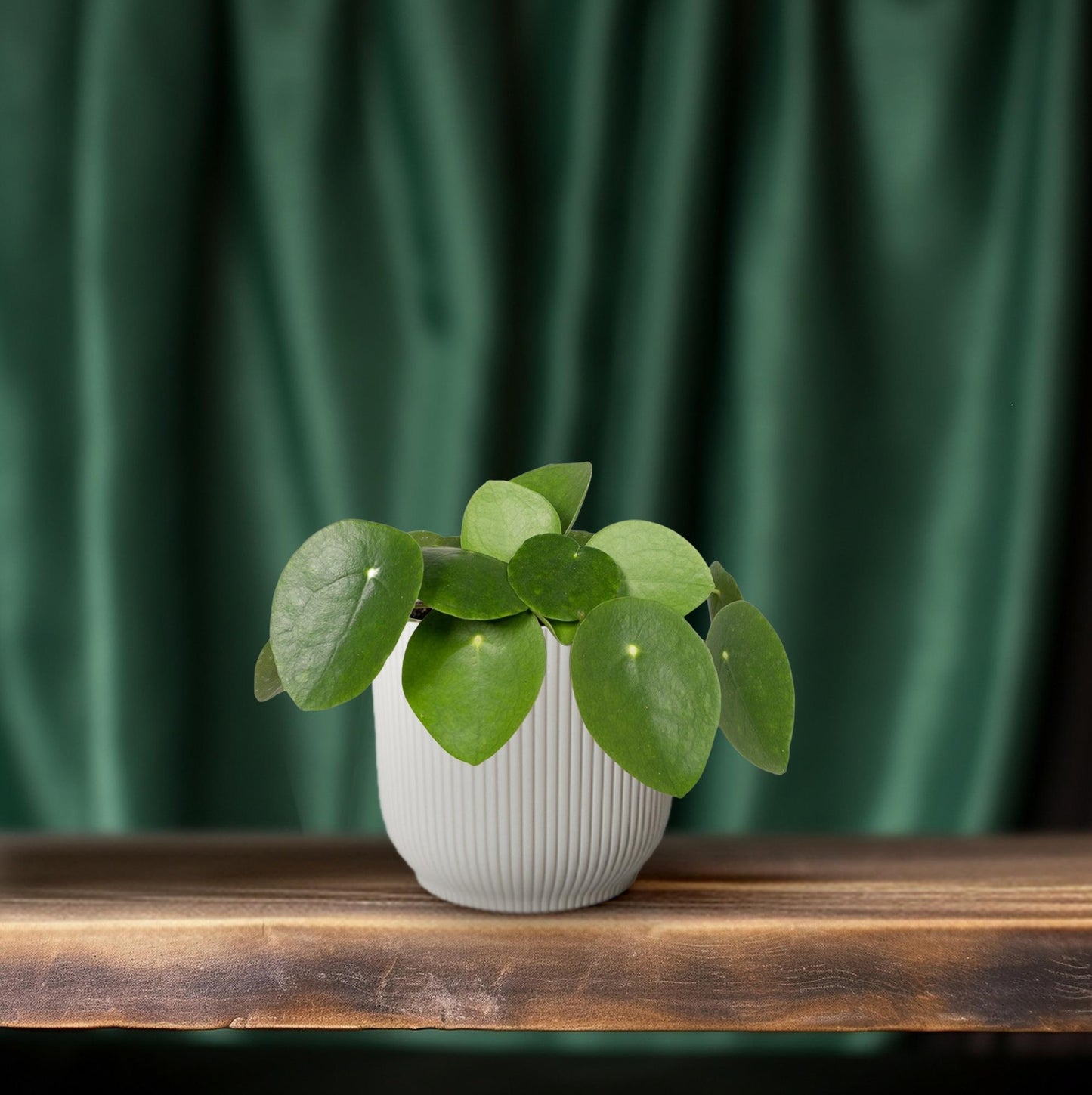 Pilea Peperomiodes - Pfannkuchenfabrik - Ø12cm - ↕20cm