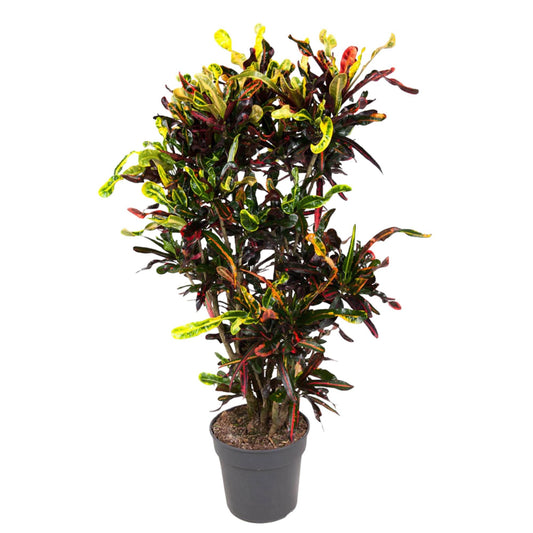 Kroton Mammi – 120 cm bunte Zimmerpflanze