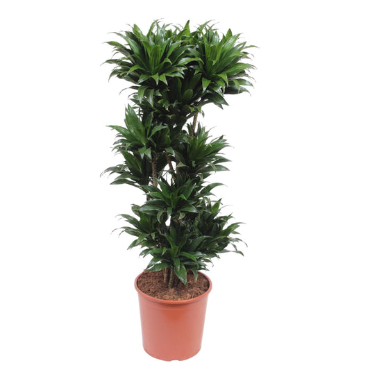 Drachenbaum Compacta 140 cm – Stilvolle, pflegeleichte Zimmerpflanze