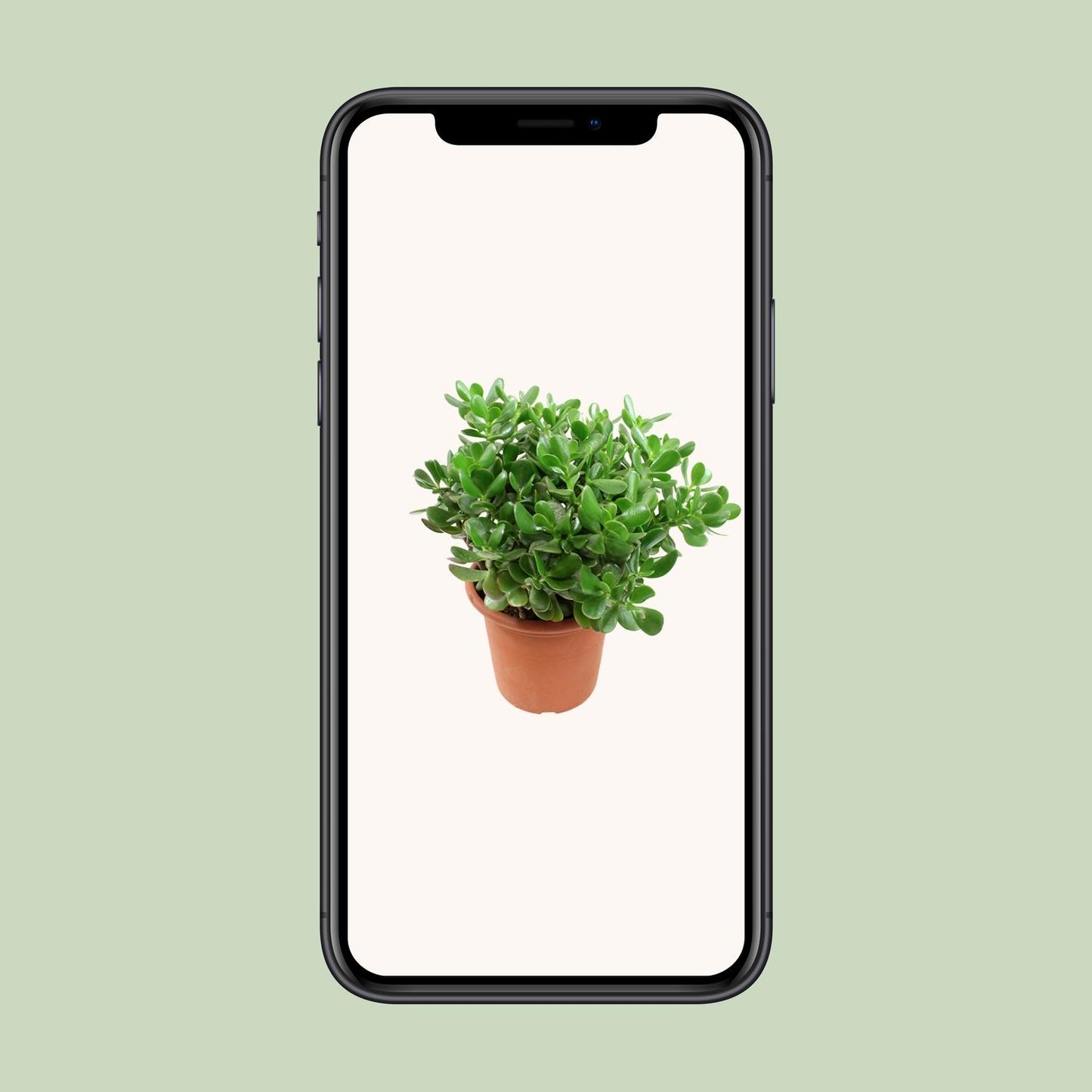 Crassula Ovata - Ø23cm - ↕35cm