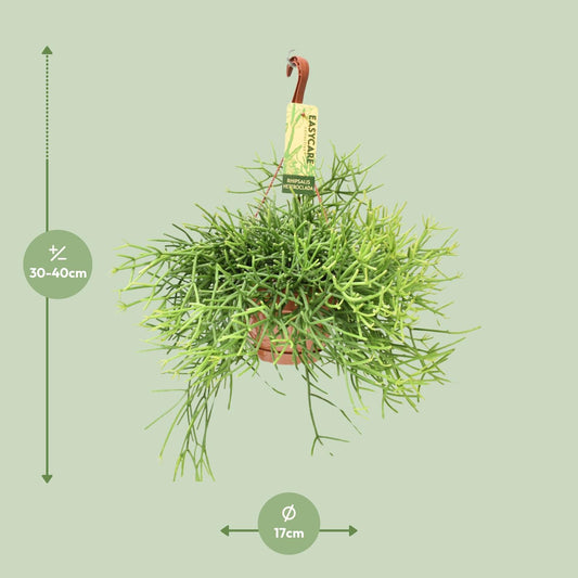 Rhipsalis Heteroclada - Ø17 ↕35