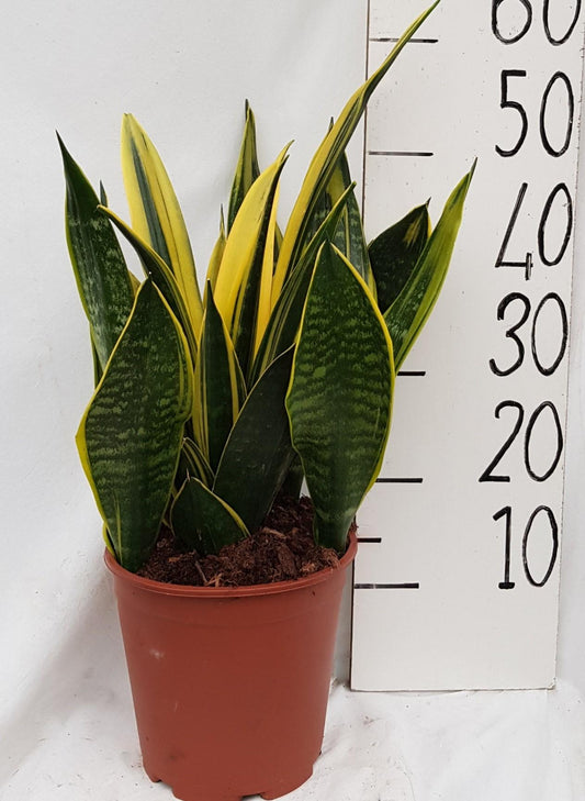 Sanseveria Goldflame - Ø21cm - ↕50cm