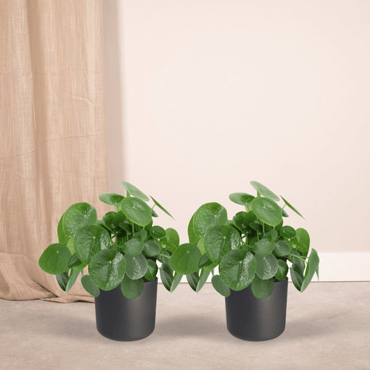 2x Pilea Peperomiodes - Pfannkuchenpflanze - 25cm - ø15