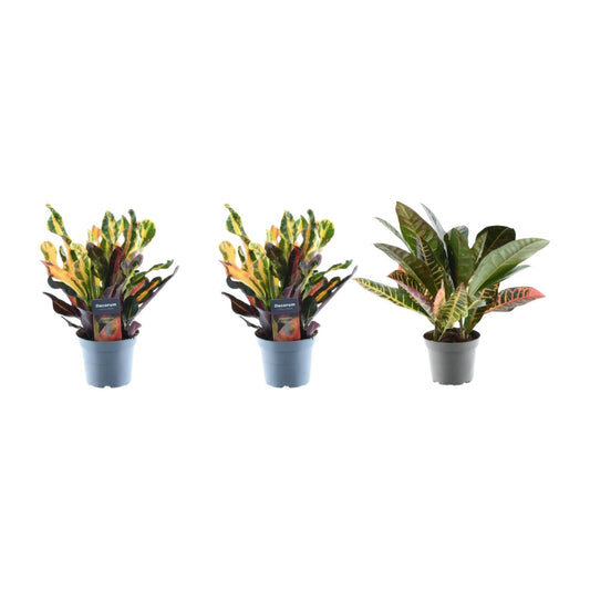 Kroton Mix 3er Set – Bunte, pflegeleichte Zimmerpflanzen 30 cm