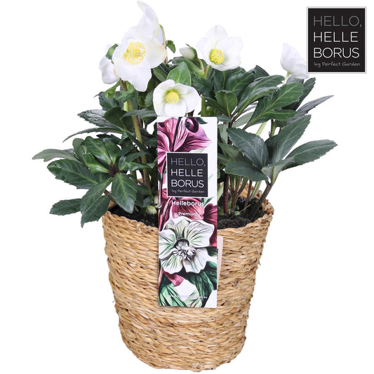 Helleborus Niger 'Christmas Carol' P17 (Seagrass Basket) - Ø17cm - ↕30cm