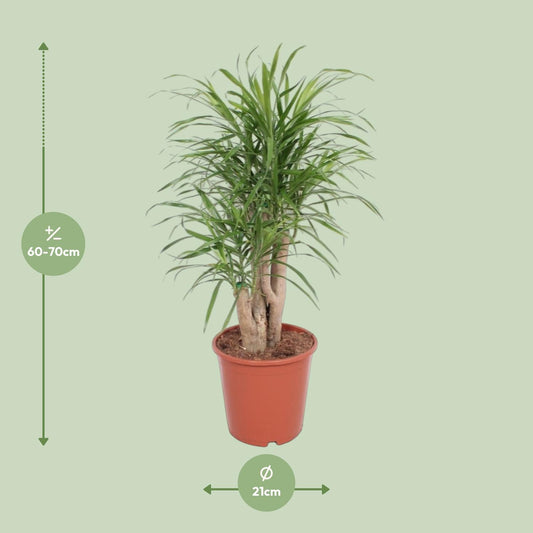 Dracaena Anita - Ø21cm - ↕70cm
