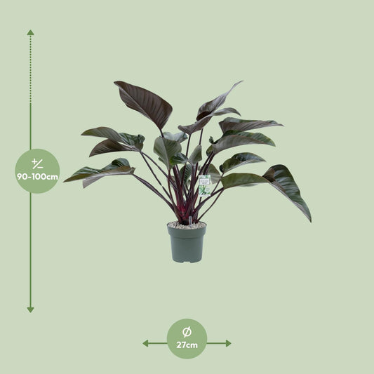 Philodendron Red Beauty - Ø27cm - ↕60cm