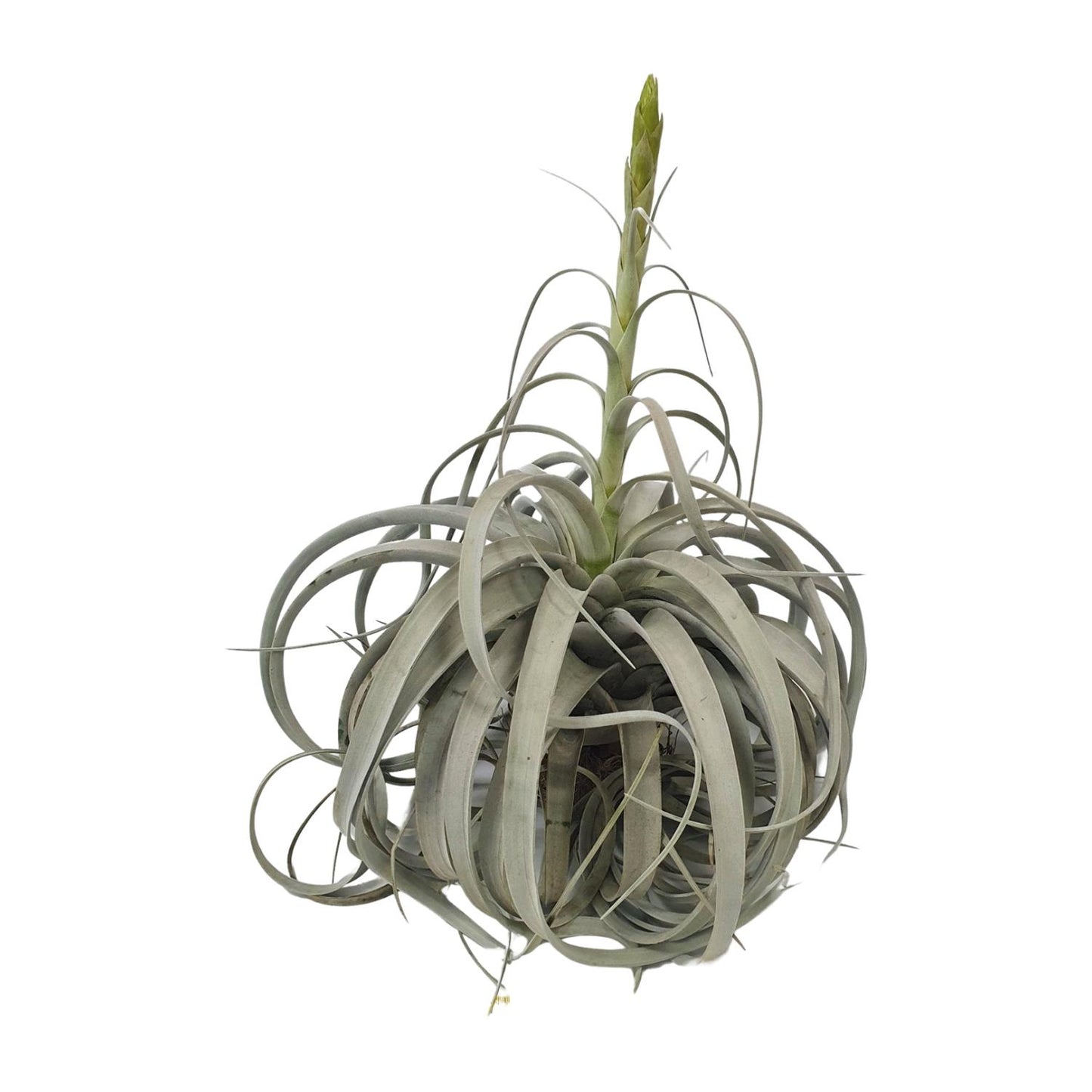 Tillandsia Xerographica - Ø35cm - ↕50cm