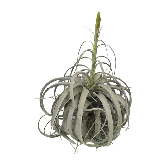 Tillandsia Xerographica - Ø35cm - ↕50cm