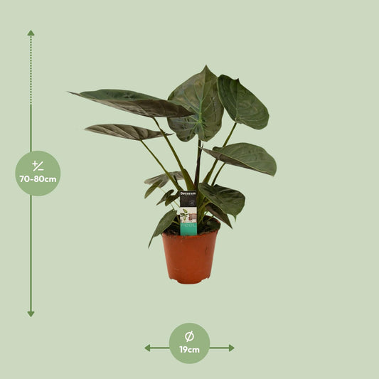 Alocasia Wentii - Ø19cm - ↕75cm