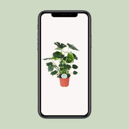 Monstera Deliciosa - Ø21cm - ↕80cm