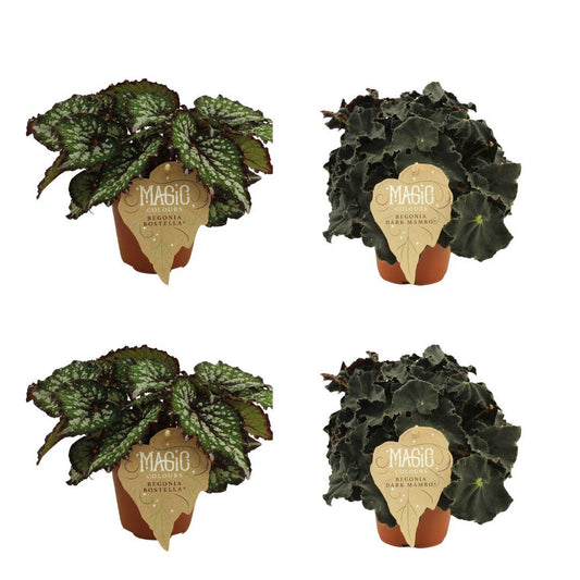 2x Begonia Rex Bostella + 2x Begonia Rex Dark Mambo - 4 stuks - Ø12cm - ↕25cm