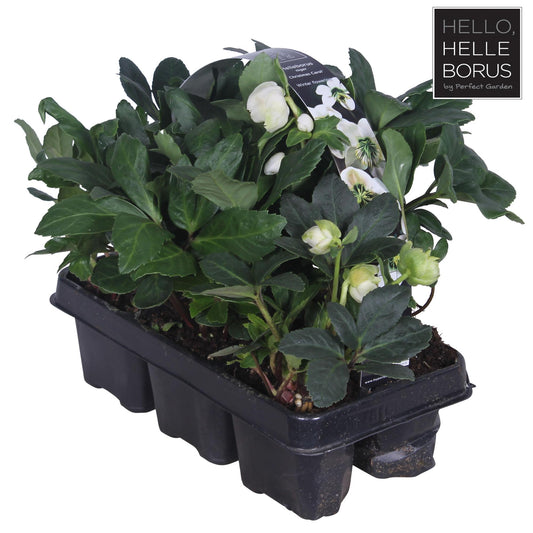 Helleborus Niger 'Christmas Carol' 6-pack - Ø9cm - ↕30cm