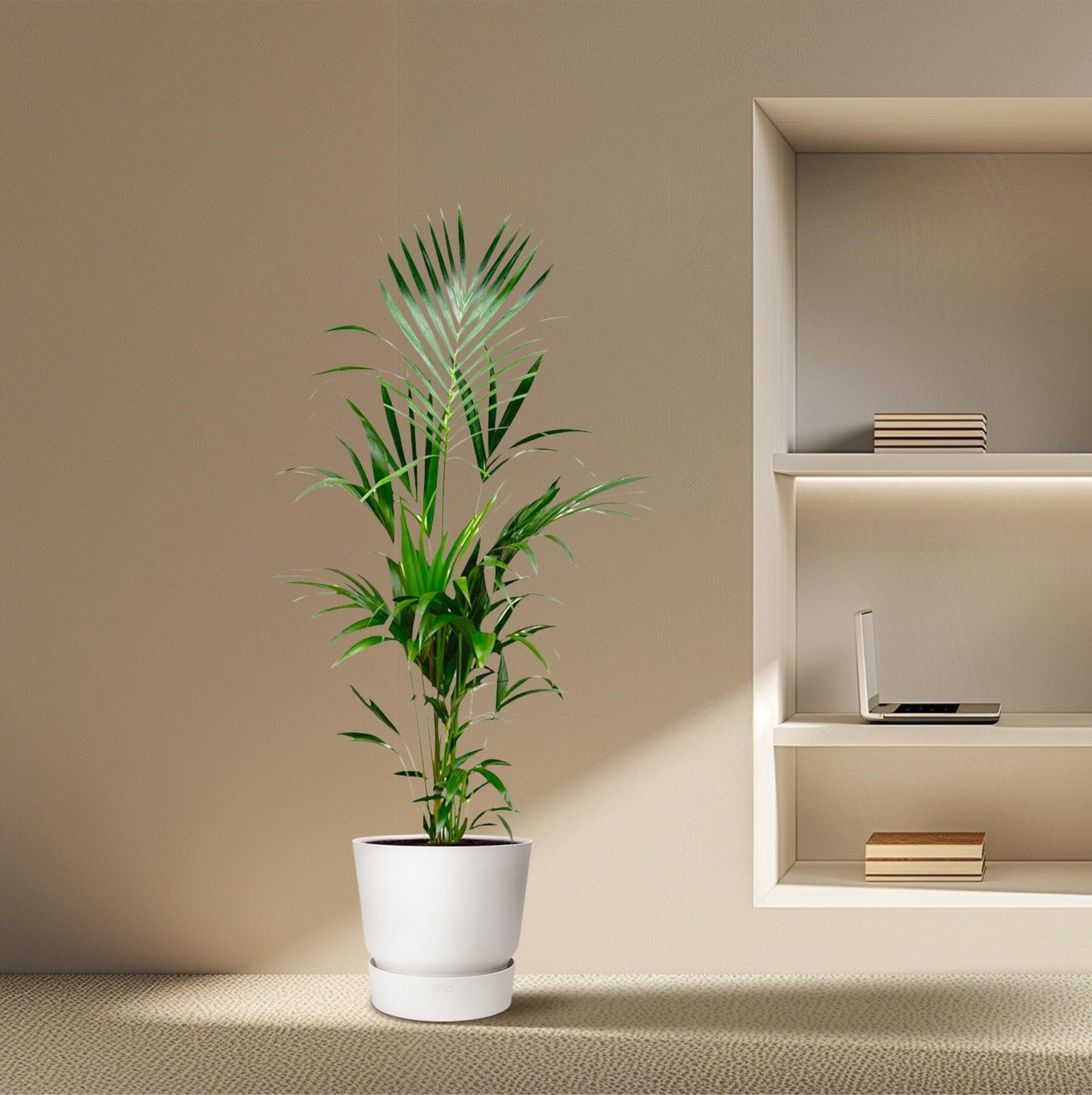 Kentia Palme 180 cm – Pflegeleichte tropische Zimmerpflanze