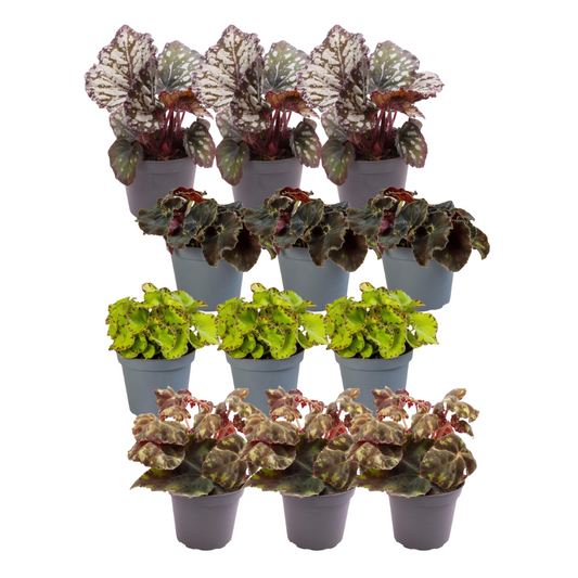 12x Begonia Mix