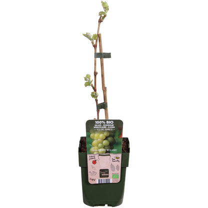 Vitis vinifera 'Johanniter' - Ø13cm - ↕45cm