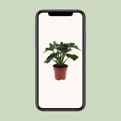 Philodendron Atom - Ø12cm - ↕25cm