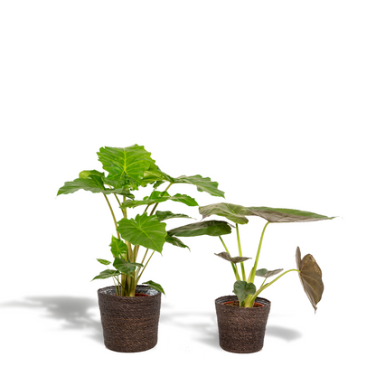 Alocasia Wentii - Ø19cm - ↕60cm + Alocasia Portodora - Ø19cm - ↕75cm + Korb Igmar