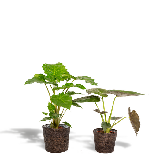 Alocasia Wentii - Ø19cm - ↕60cm + Alocasia Portodora - Ø19cm - ↕75cm + Korb Igmar