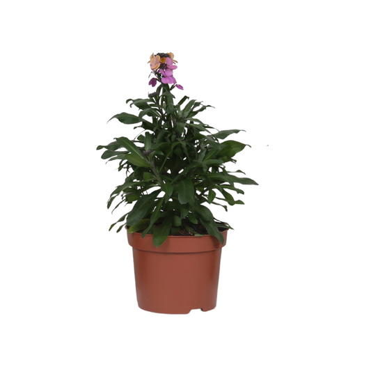 Erysimum 'purple Glow