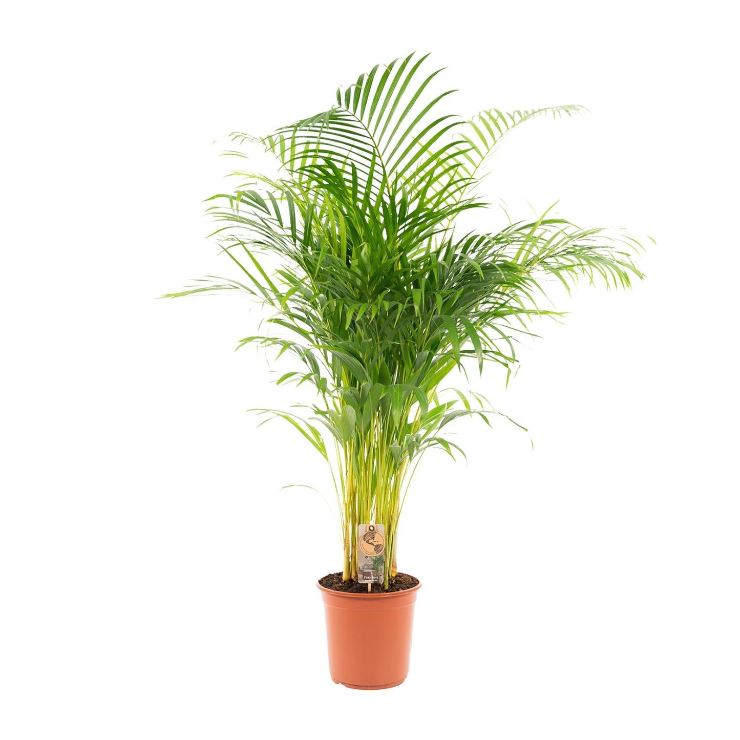 Goldfruchtpalme Areca Palme – 130 cm, luftreinigend