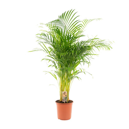 Goldfruchtpalme Areca Palme – 130 cm, luftreinigend