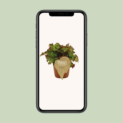 Begonia Rex Samba - Ø12 ↕25